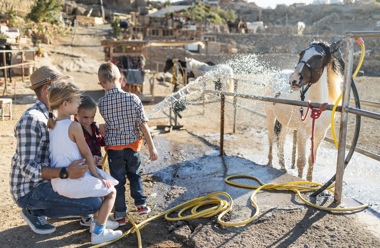 tourist father and children washing horses outdoors at a farm
