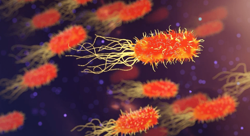photo of an orange-colored bacteria
