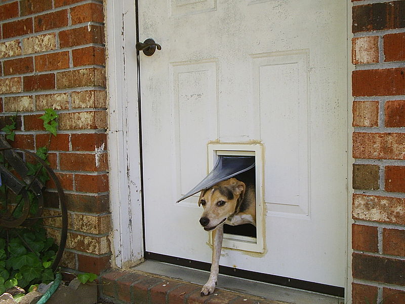 dog using a pet door